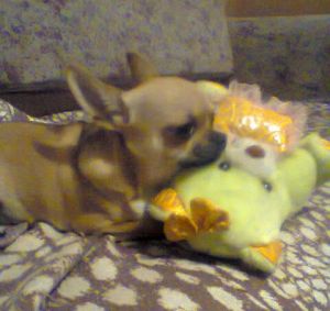 Dog Photo