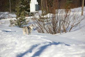 Dog Photo