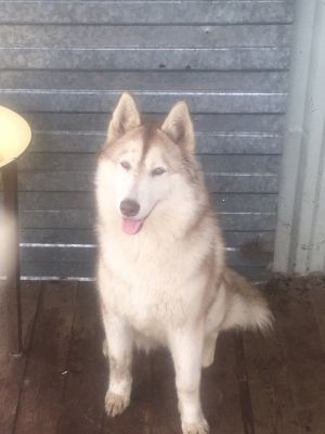 Dog Photo