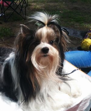 Dog Photo