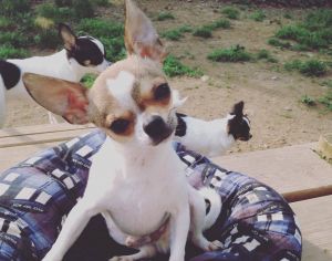 Dog Photo