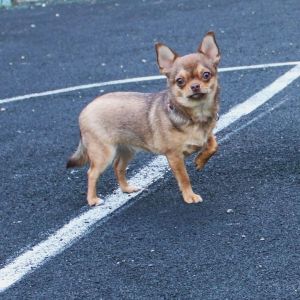 Dog Photo