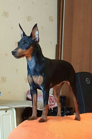 Dog Photo
