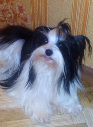 Dog Photo