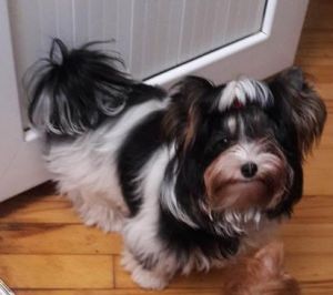 Dog Photo
