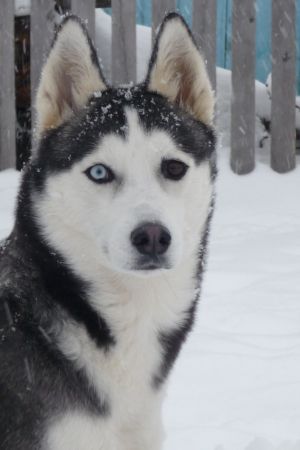 Dog Photo