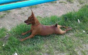 Dog Photo