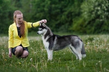 Dog Photo