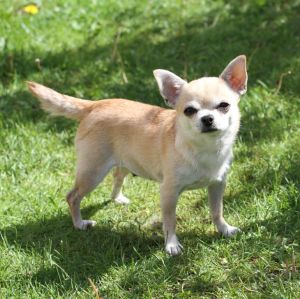 Dog Photo