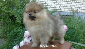 Dog Photo