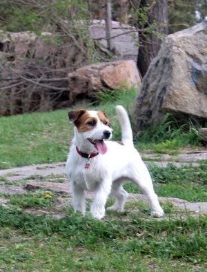 Dog Photo