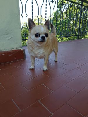 Dog Photo