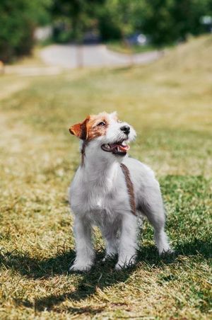 Dog Photo