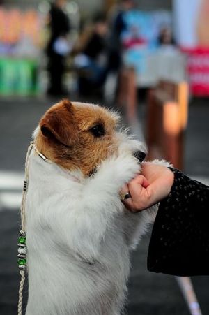 Dog Photo
