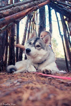 Dog Photo