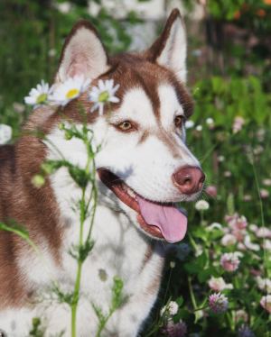Dog Photo