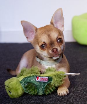 Dog Photo