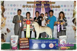 Dog Photo