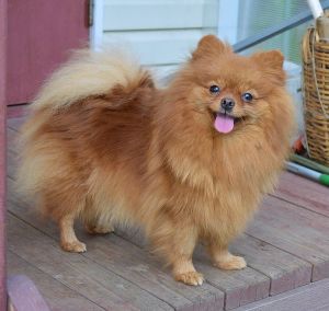 Dog Photo