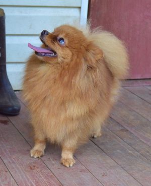 Dog Photo