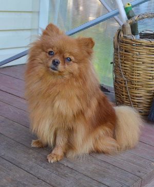 Dog Photo