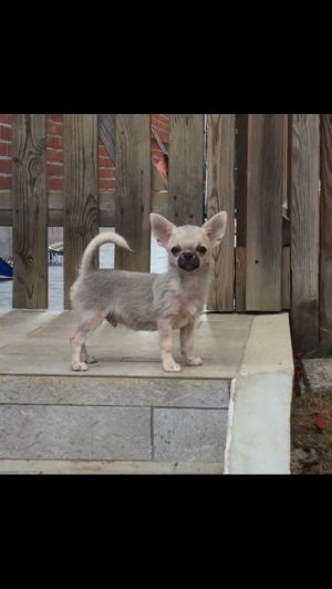 Dog Photo