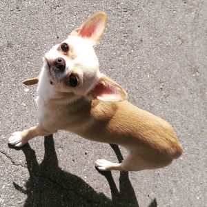 Dog Photo