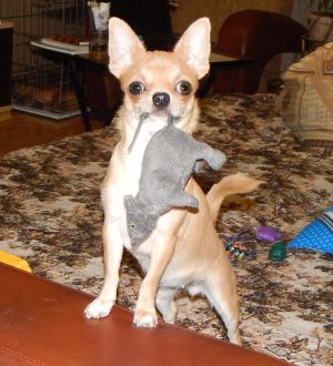 Dog Photo