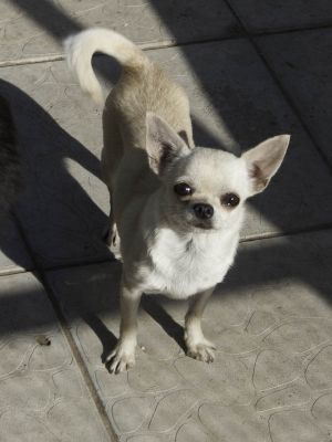 Dog Photo