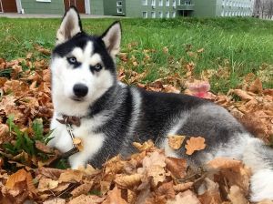Dog Photo