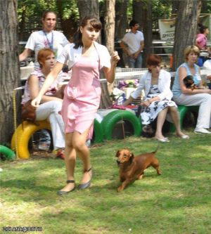 Dog Photo
