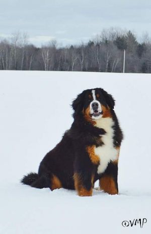 Dog Photo