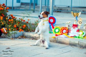 Dog Photo