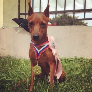 Dog Photo