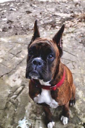 Dog Photo