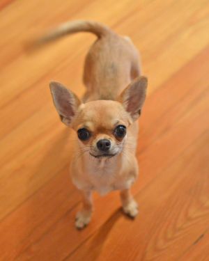 Dog Photo