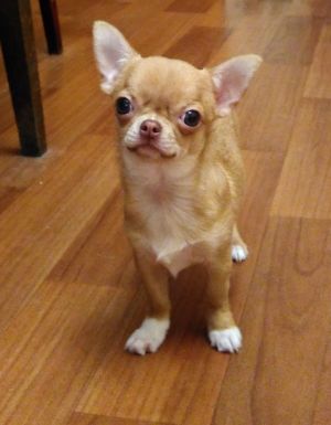Dog Photo