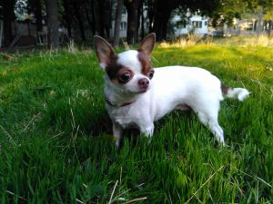 Dog Photo