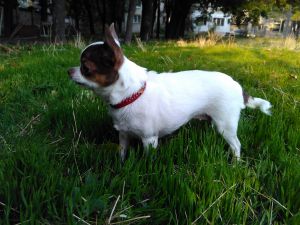 Dog Photo