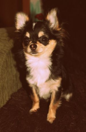Dog Photo