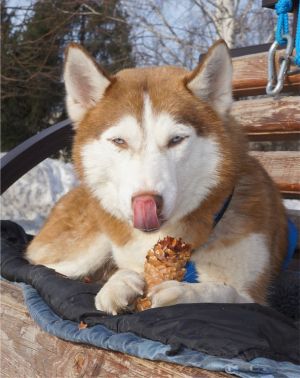 Dog Photo
