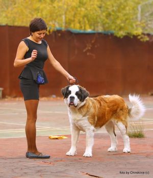 Dog Photo