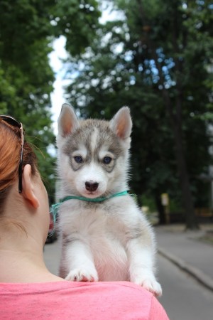 Dog Photo
