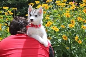 Dog Photo