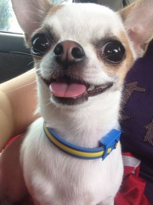 Dog Photo