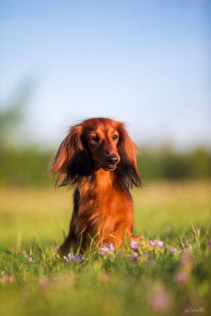 Dog Photo