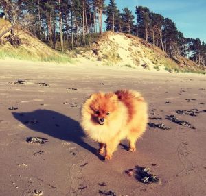 Dog Photo