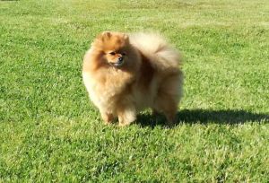 Dog Photo