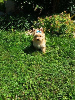 Dog Photo
