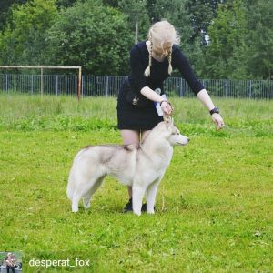Dog Photo
